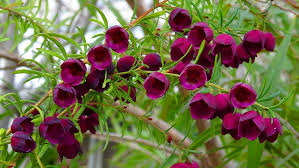 Boronia Flower Type