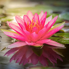 Lotus Flower " Luxaroma"