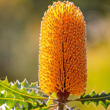 Bergamot & banksia *Luxaroma*