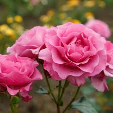 Bulgarian Rose *Luxaroma*