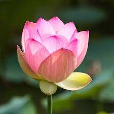 Camellia & Pink Lotus *Luxaroma*