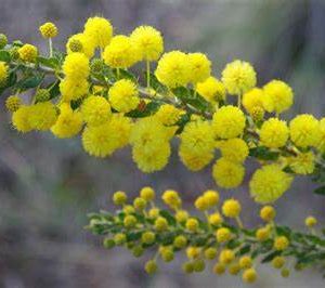 Australian Wattle