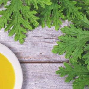Citronella