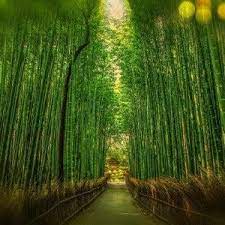 Australian Bamboo Grass