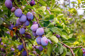 Fruity Kakadu Plum