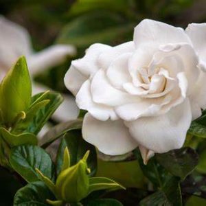 Gardenia