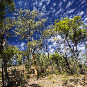 Aussie Bush (new Version)