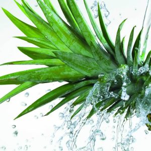 Pineapple Blast ( New Version)