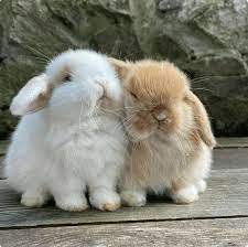 Baby Bunnies (Fresh & Clean)