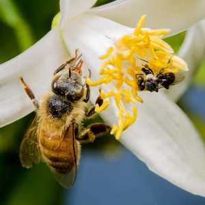 Aussie Florals & Honey ( New Version)