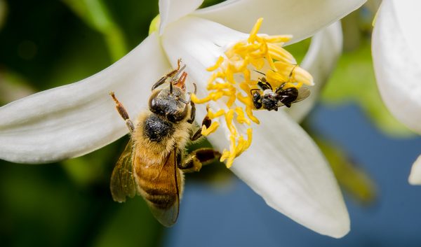 Aussie Florals & Honey ( New Version)