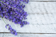 English Lavender