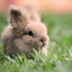Bunny Fluff (Vanilla Bean Marshmallow)