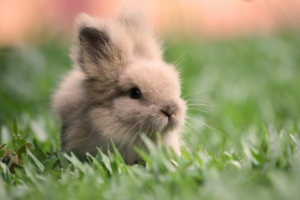Bunny Fluff (Vanilla Bean Marshmallow)
