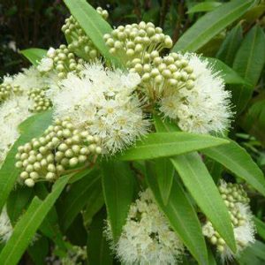 Lemon Myrtle