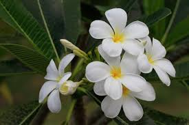 Frangipani & Lily Pilly
