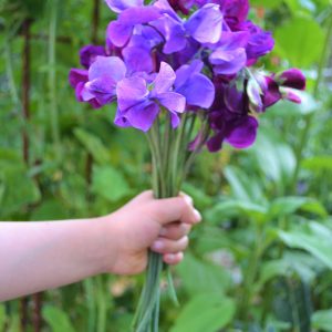 Sweet Pea & Jasmine