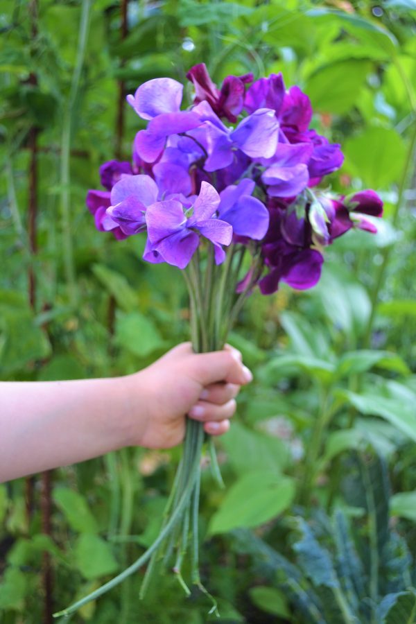 Sweet Pea & Jasmine
