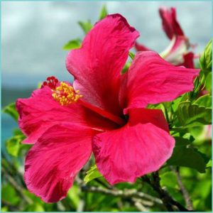 Pink Hibiscus & Lime