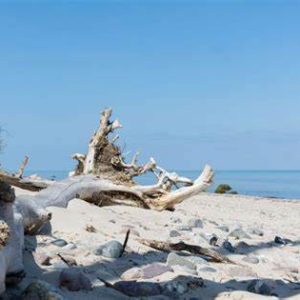 Sea Salt & Driftwood