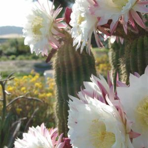 Cactus Blossom