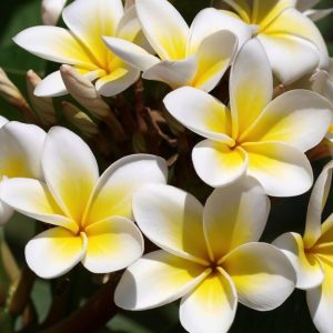 Frangipani