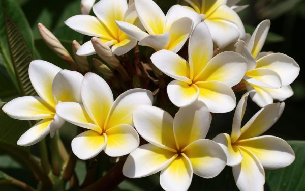 Frangipani