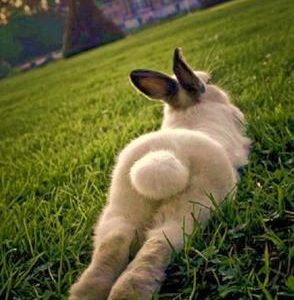 Bunny Bum