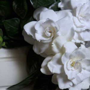 Vintage Gardenia JM Type